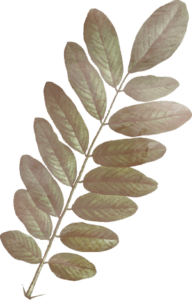 leaf-brown-left